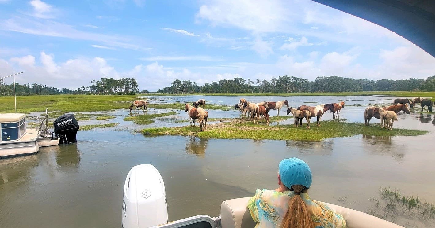 Back-Bay Wildlife Cruise to See Chincoteague Ponies and Dolphins