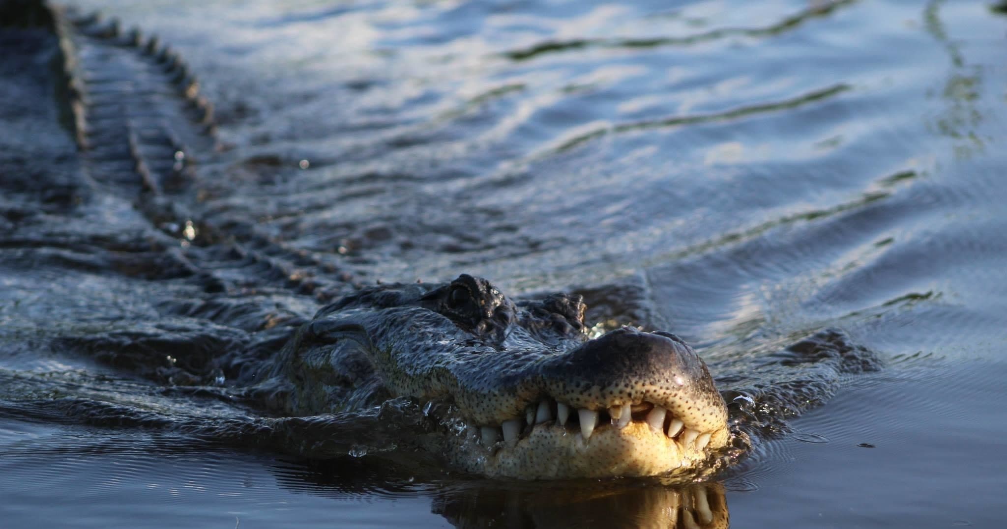 Swamp Boat Tours with Ultimate Swamp Adventures in Louisiana
