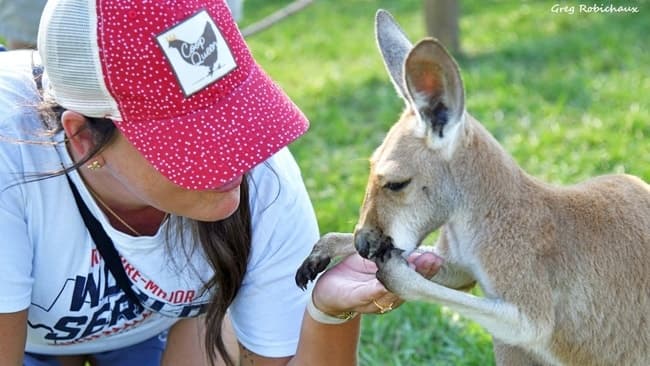 Kangaroo Walkabout Experience | Attraction in Folsom | Zoo, Wildlife