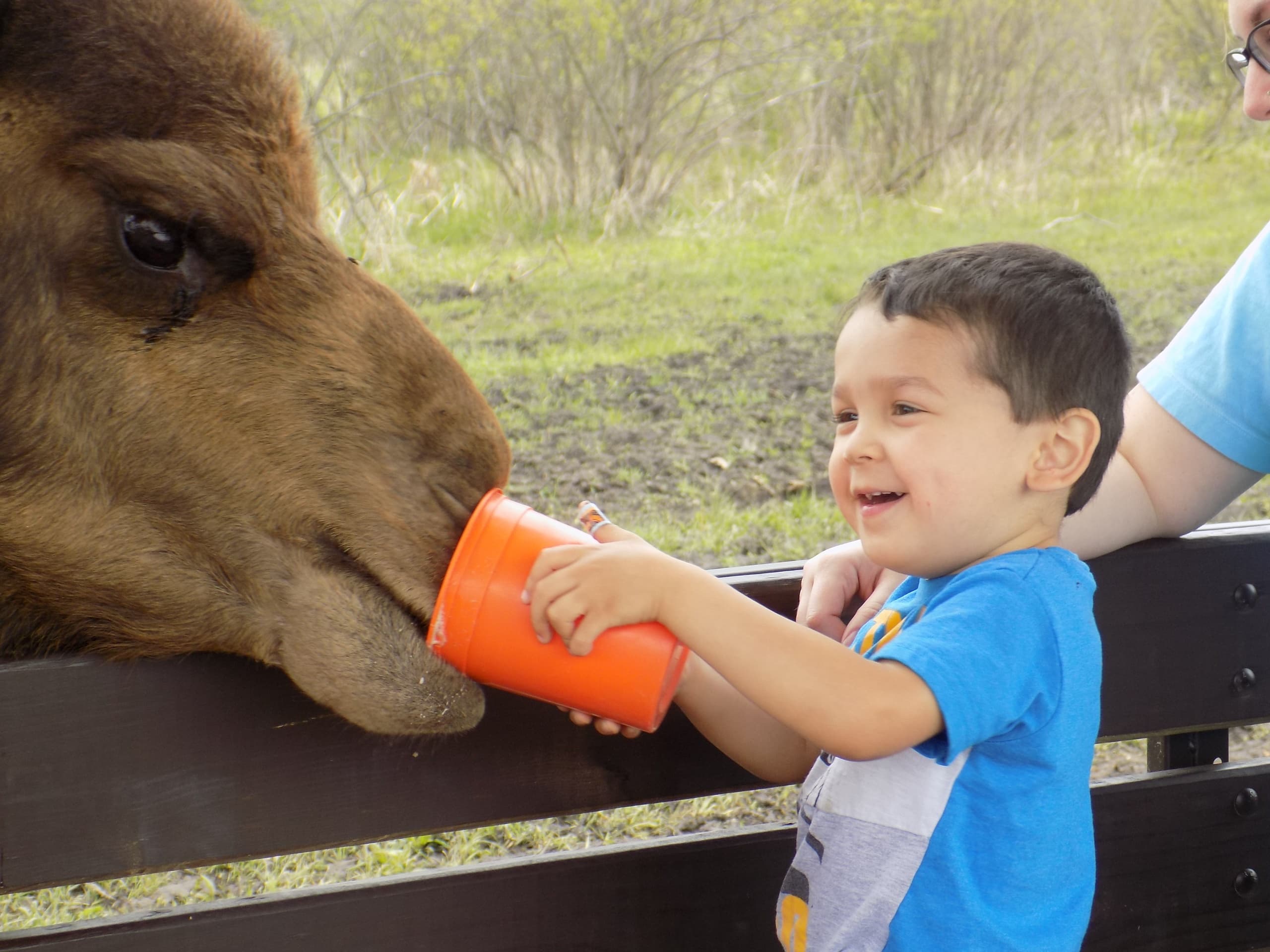 Educational Safari Expedition in Lake Geneva, Wisconsin photo 1