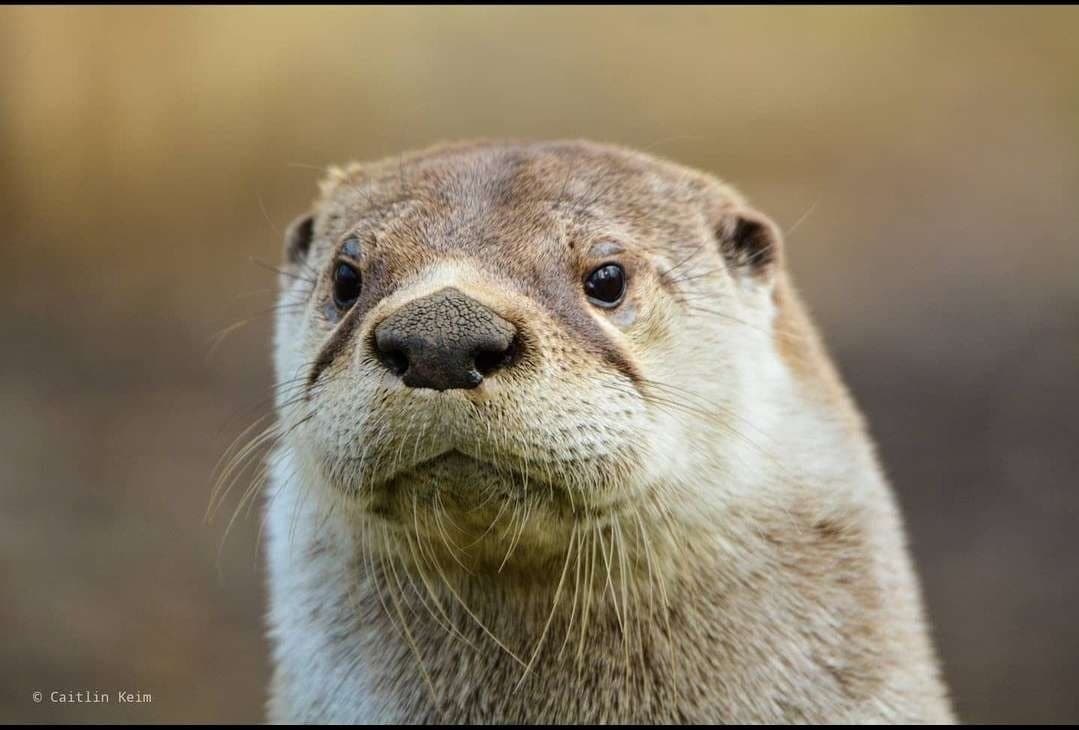 Private Otter Encounter Experience in Schnecksville, PA