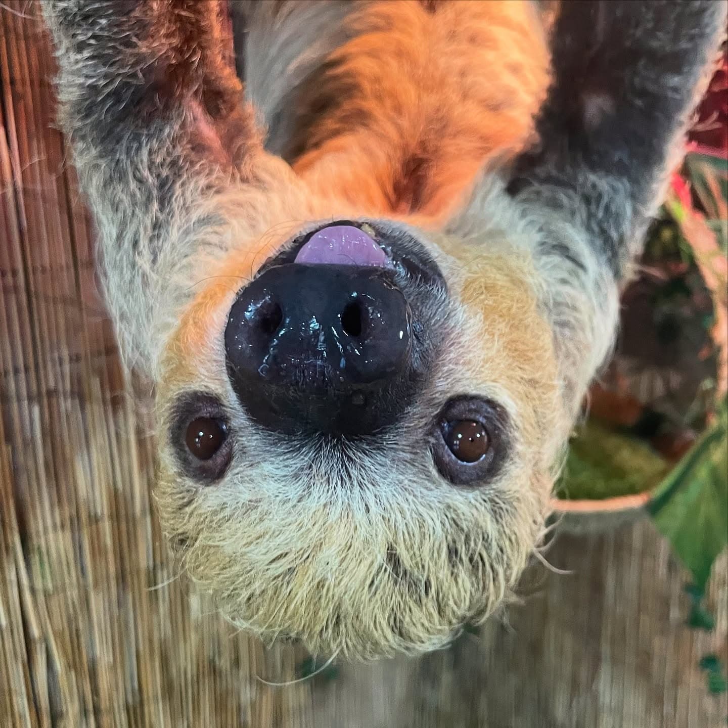 Sloth Encounter Guided Tour in Lamont, Florida