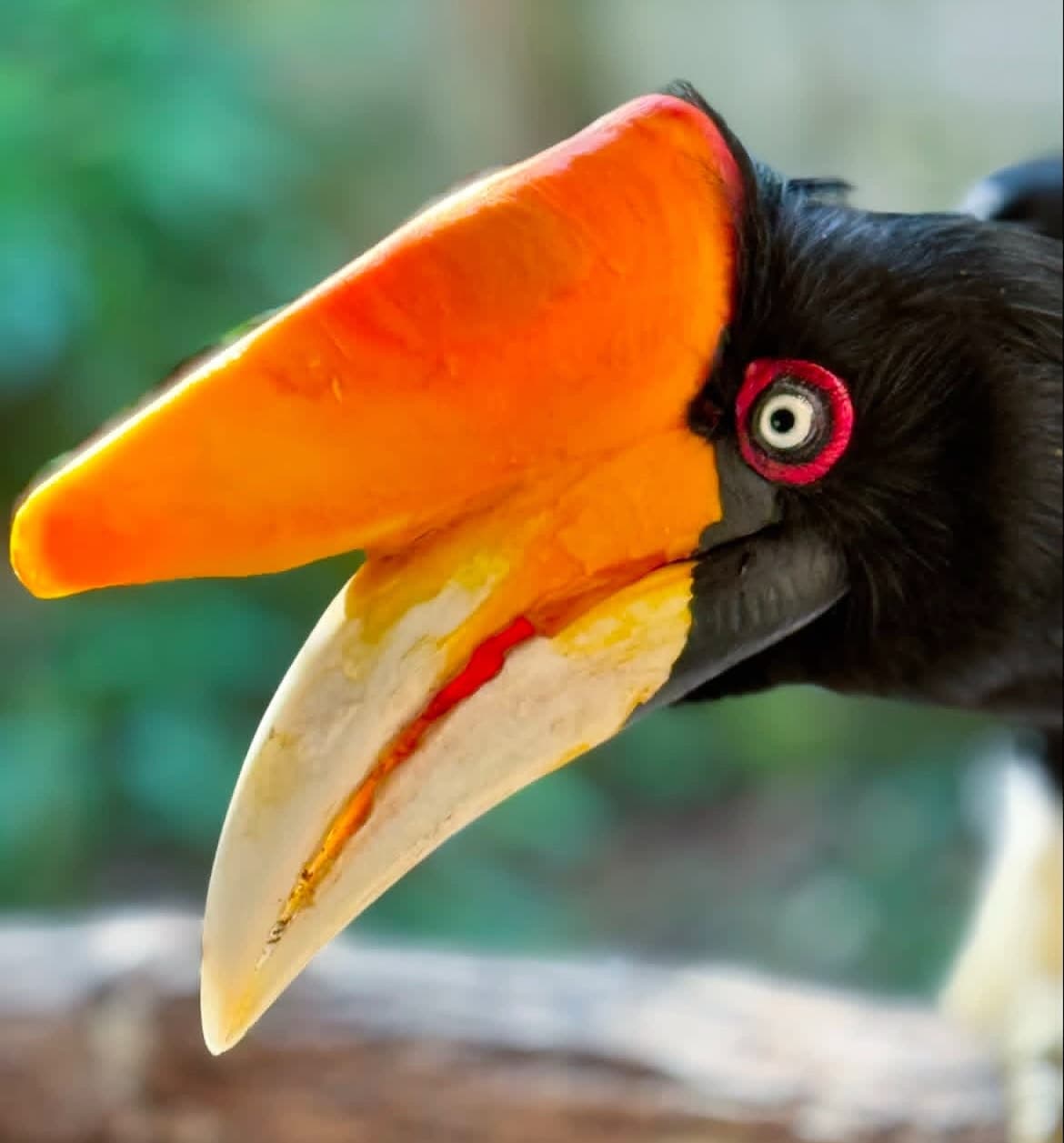Avian Encounter: Guided Wildlife Tour in Lamont, Florida