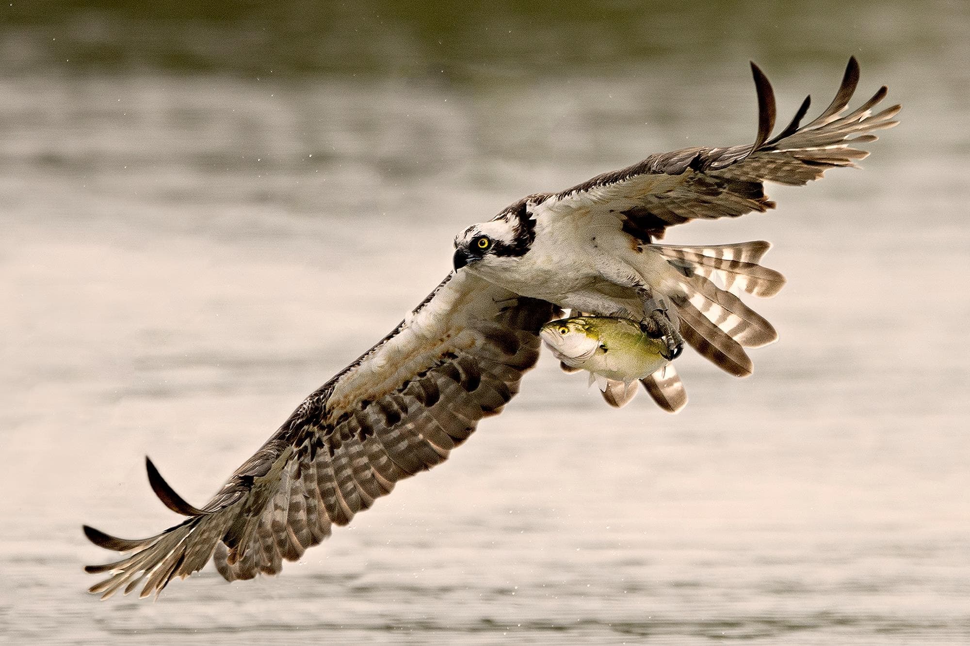 Birding Adventure at Pinelands Adventures for Nature Enthusiasts