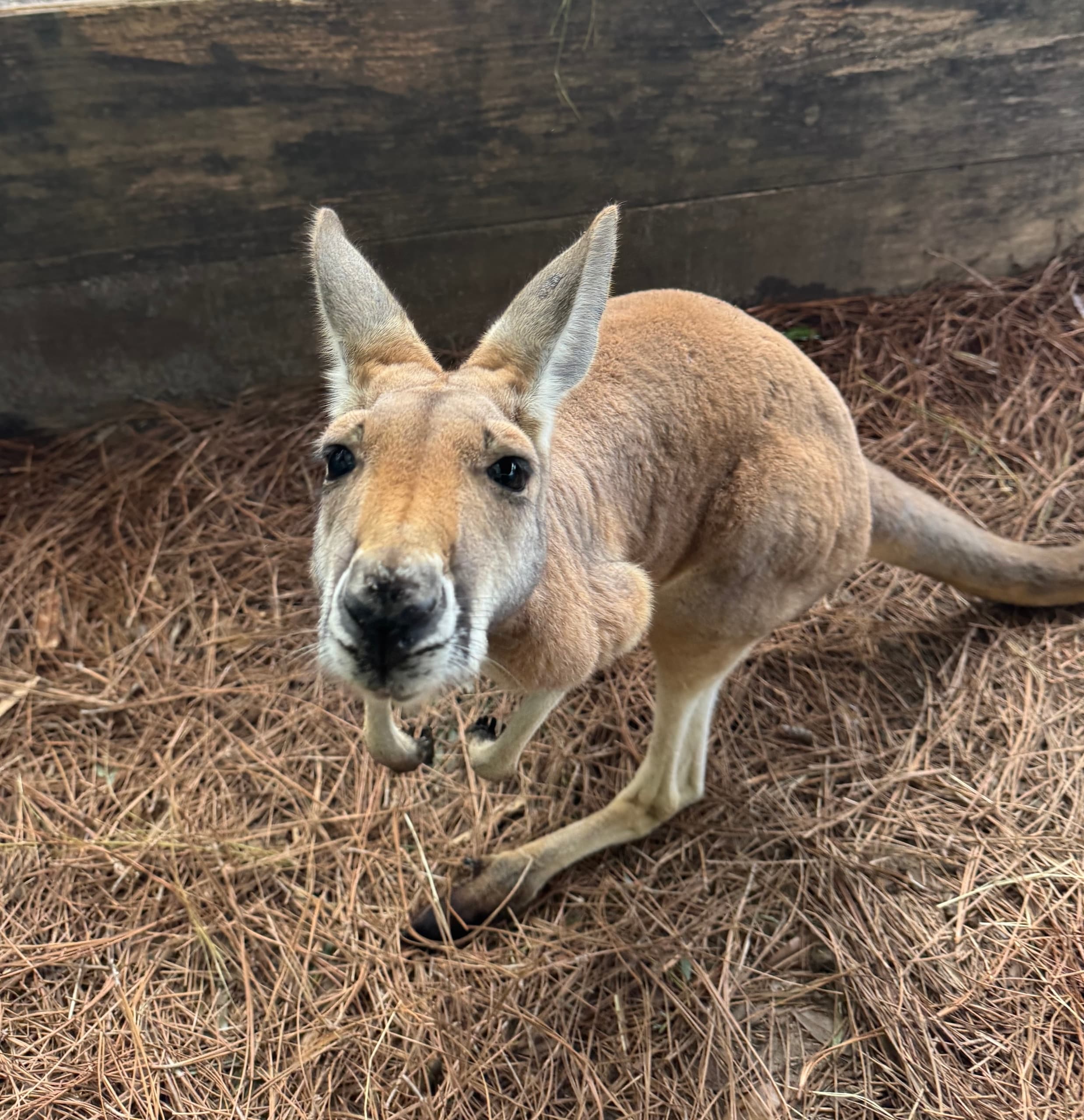 Kangaroo Encounter Guided Tour in Lamont, Florida