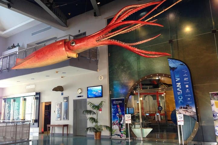 Bermuda Underwater Exploration Institute and Aquarium Adventure Day — Marine Life Immersion
