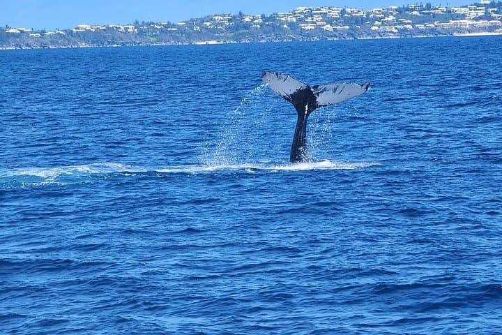 Bermuda Sundeck Whale Watching: Humpback Migration Cruises photo 4