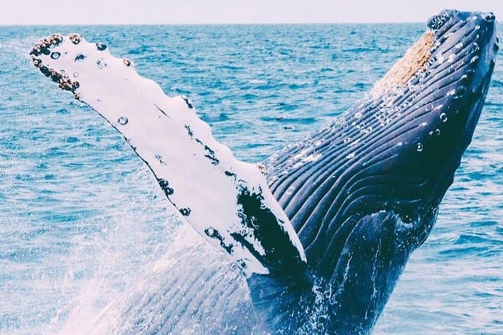 Coral Princess Whale Watching: Humpbacks Off Bermuda's Coast