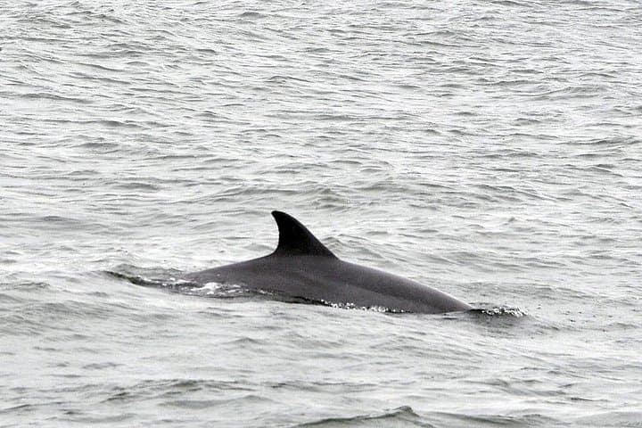 Two Hours with the Tides: Dolphin Watching from Calabash